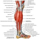 Anatomie: heup,bovenbeen,knie,onderbeen,enkel,voet,acetabulum,collum femoris,trachanter,femur,epicondyl,meniscus,kruisband,cruciate ligament,patella,knieschijf,tibia,fibula,malleolus,talus,calcaneus,tarsus,metatarsus,phalanx,falanx,quadriceps femoris,rectus femoris,sartorius,tensor fasciae latae,tractus iliotibialis,biceps femoris,gastrocnemius,semimembranosus,semitendinosus,soleus,suralis,vena saphena parva,vena saphena magna,sciatic,ischiadicus,peronea